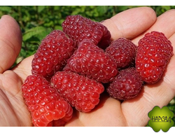 Малина "Карамелька" (ремонтантная, сладкая)