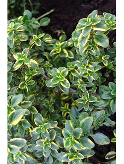 Чабрец лимоннопахнущий Донне Валей (Тимьян)