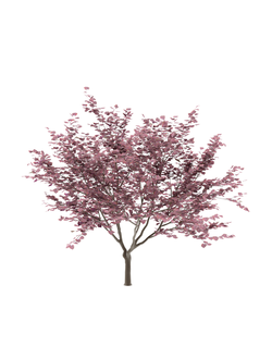 лиственные Церцис Канадский Cercis Canadensis 2
