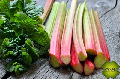 РЕВЕНЬ Рассада