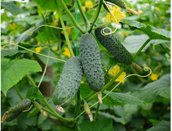 огурцы "Меренга" семена 5 шт.