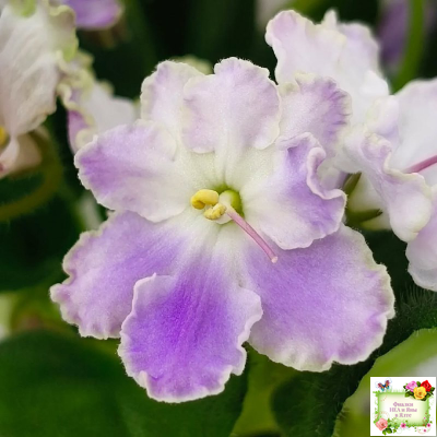 LV-Цветы для Любимого (Л. Шевелева) 2025 г. трейлер (клакамасный лонг)