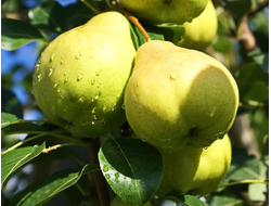 Москвичка (груша), 1-2год, ЗКС