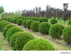 Туя Смаргад в форме шара