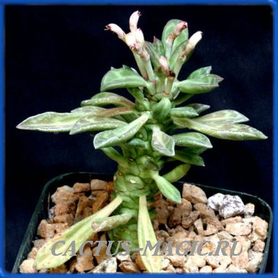 Monadenium stapelioides