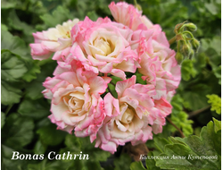 Пеларгония Bonas Cathrin