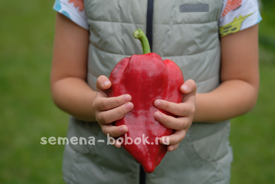 Перец сладкий Новгородец (название условное), 10 шт