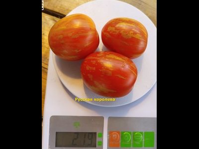 Томат Русская королева (Russian Queen)