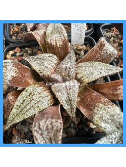 Haworthia emelyae 'picta'
