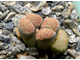 Lithops hallii (Israel) - 10 семян