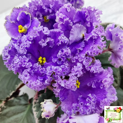 Н-Озёрный Край (Н. Бердникова) 2018