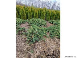 Можжевельник даурский Экспанса Вариегата - Expansa Variegata