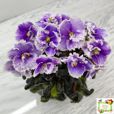 Н-Тет-а-Тет (Н. Бердникова) 2019 г. (лист укоренённый с деткой)