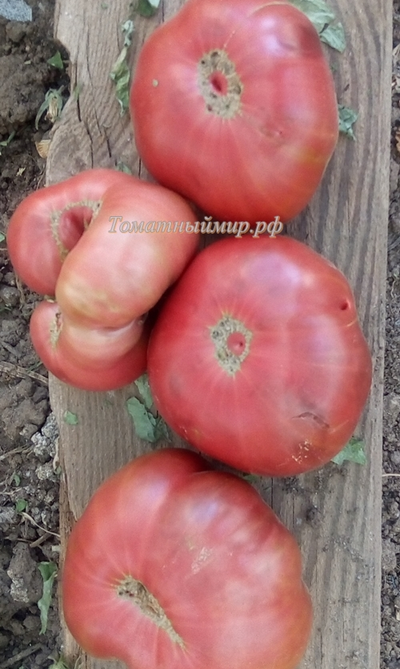 Томат Черный как уголь (Noire Charbonneuse, Канада)