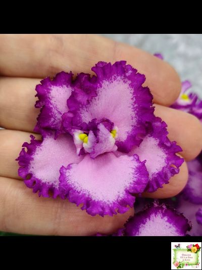 Lyon's Pirate's Treasure (S. Sorano)