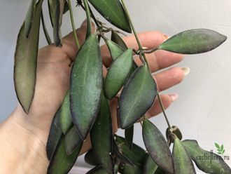 Hoya sp. Quezon