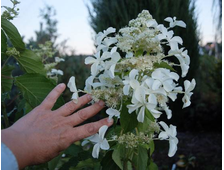 Гортензия метельчатая «Левана» (Hydrangea paniculata  `Levana`), ЗКС