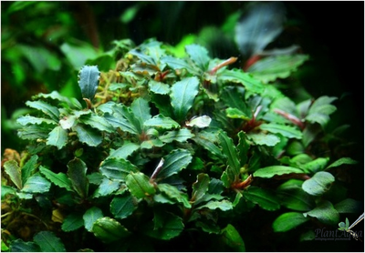 Буцефаландра Dark Green wavy