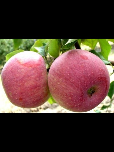 Апорт АСС (яблоня)