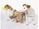 НАМОРДНИК "УТКА",  QUACK ДЛЯ СОБАК, для собаки, намордник, утка, OPPO DOG QUACK