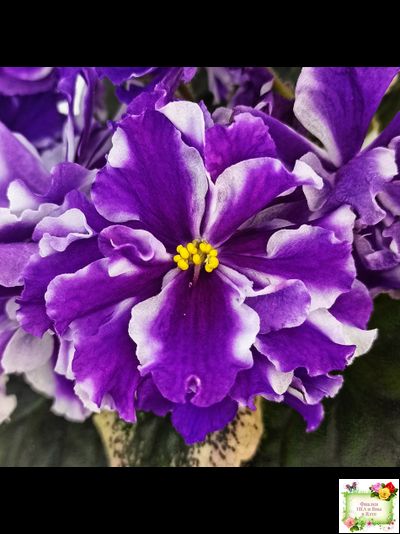 ВаТ-Морской Стиль (Т. Валькова) 2019 г.