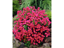 Астра новобельгийская Кримсон Брокаде  (Crimson Brocade)