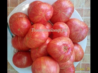 Томат Гном Жар-птица сладкая (Dwarf Firebird sweet)