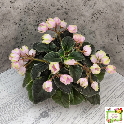 ЛЕ-Ландыши (Е. Лебецкая) 2020 г. (пестролистный лонг)