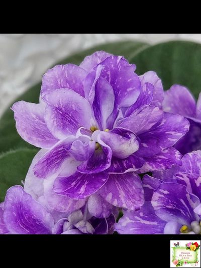 АВ-В Краю Единорогов (Фиалковод) 2020 г.