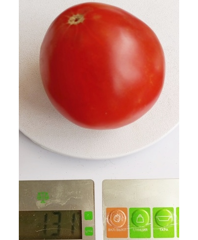 Томат Эм-чемпион