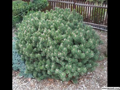 Сосна горная Гном Финдлинг - Gnom Findling