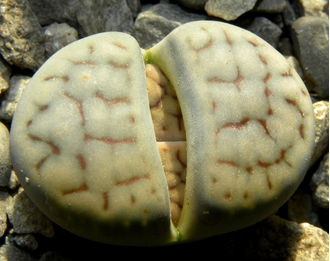 Lithops schwantesii (grey form) C146 (MG-1719)