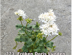 Пеларгония Froken Doris Lunden