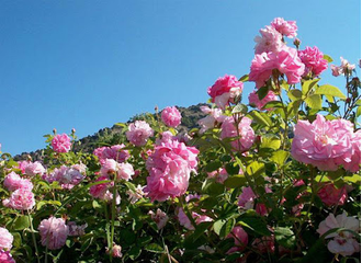 Роза крымская (Rosa gallica) абсолю, Крым (5 г)