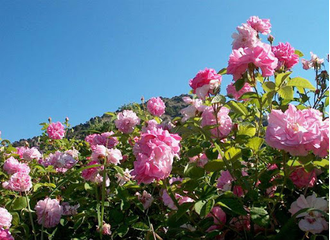 Роза крымская (Rosa gallica) абсолю, Крым (1 г)