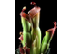 Heliamphora (Гелиамфора)