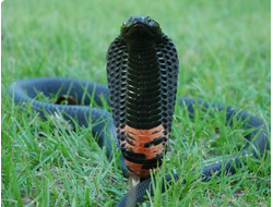 Черношеяя кобра (Naja nigricollis)