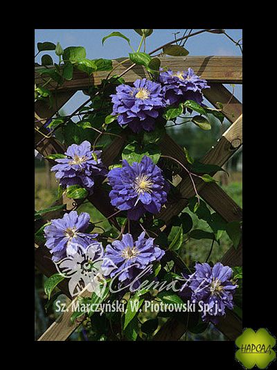 Клематис &quot;Kiri Te Kanawa&quot; (Кири Те Канава) (2 группа обрезки)