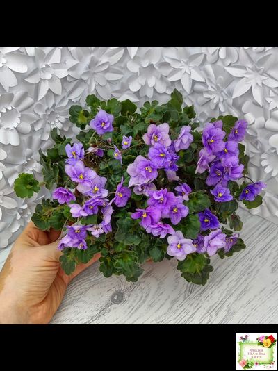 Skagit Victory Trails (W. Lindstrom)  (5659) 01/30/1984 трейлер