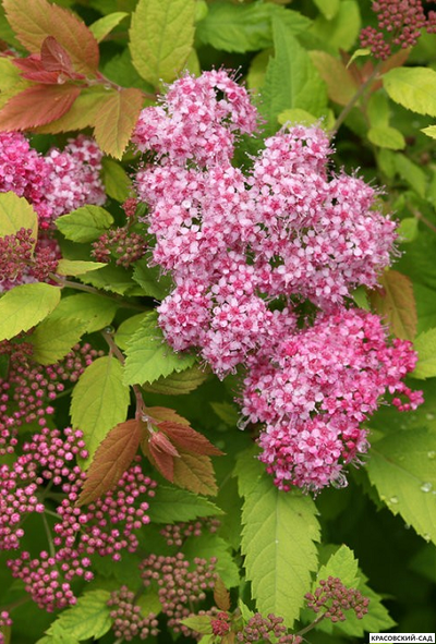 Спирея японская Дабл Плей Биг Бонг