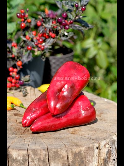 Перец сладкий Najerano Pepper (Нажеранский), 10 шт