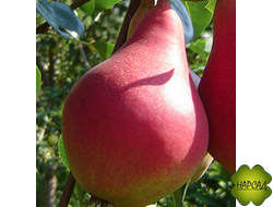 Нарядная Ефимова (ранне-осенняя)