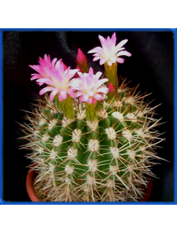 Neoporteria castanea GM 1609