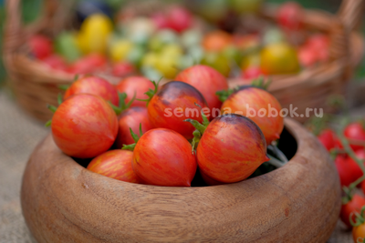 Томат Dwarf Shadow Boxing (Гном Бой с тенью), 10 шт