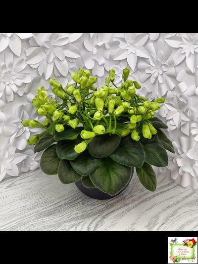 Emerald Bell (О.Барышева) 2016