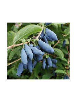 жимолость "бореалис"