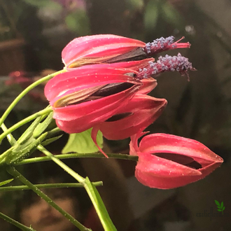 Павония /Pavonia multiflora