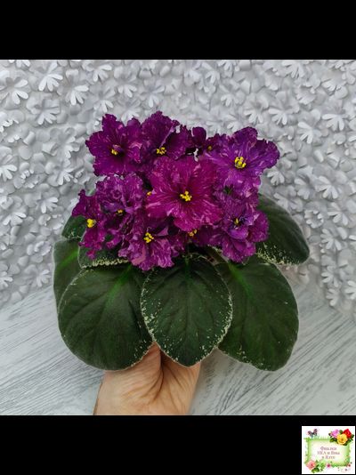 РМ-Финикийская Принцесса (Н. Скорнякова) 2023 г.