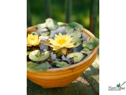 Нимфея Пигмея Хелволва