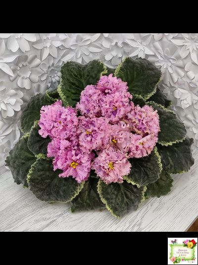 АВ-Розовое Шампанское (Фиалковод) 2020 г.